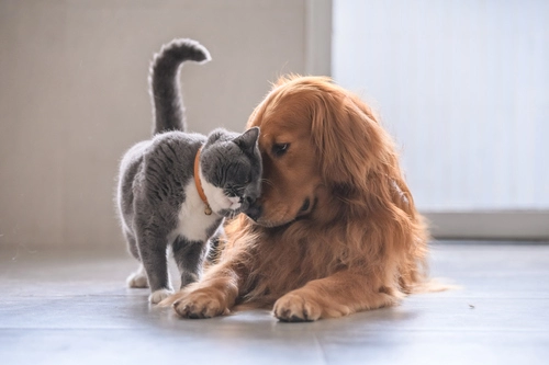 Saving Pets (and Yourself) from Domestic Violence